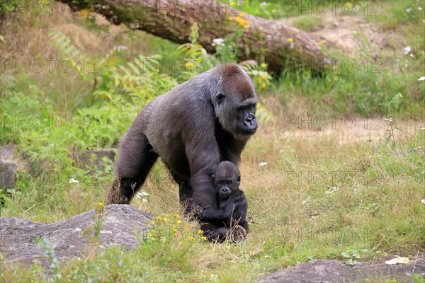 Western gorilla (Gorilla gorilla), adult, female, mother, young animal, baby, social behaviour, running, captive, western Africa