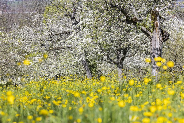 Flowering fruit trees in the orchards of the Swabian Alb, flowering apple tree, Weilheim an der Teck, Baden-Wuerttemberg, Germany, Europe