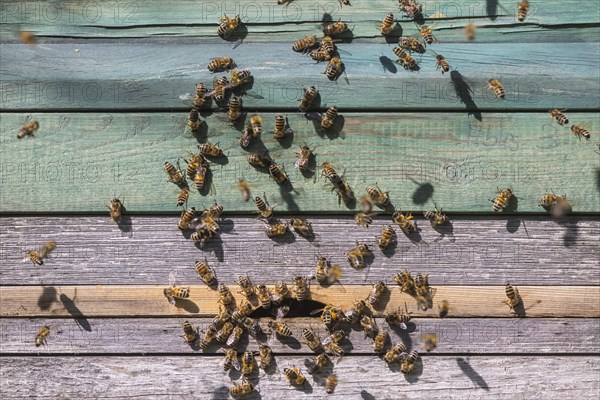 Beehive with flying bees, spring in the Swabian Alb, Weilheim an der Teck, Baden-Wuerttemberg, Germany, Europe