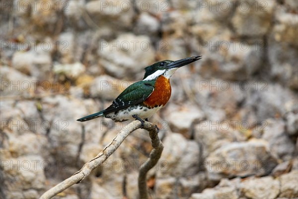 Green Kingfisher (Chloroceryle americana) Pantanal Brazil