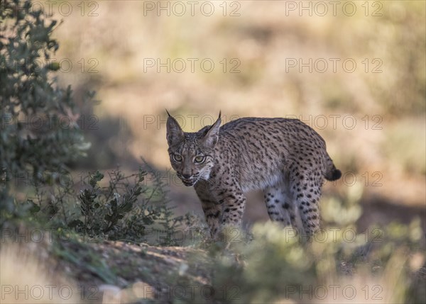 Iberian lynx young animal, Iberian lynx (Lynx pardinus), Extremadura, Castilla La Mancha, Spain, Europe