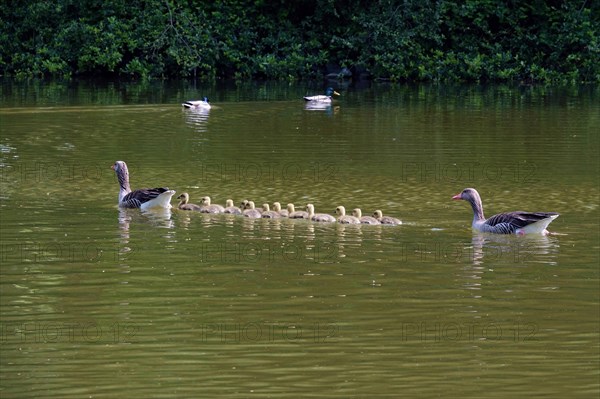 Greylag geese with goslings, spring, Germany, Europe