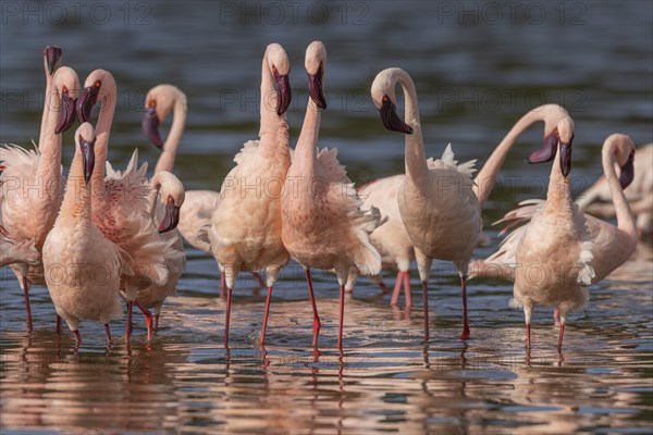 Lesser Flamingos (Phoeniconaias minor), Lake Ndutu, Ndutu Conservation Area, Tanzania, Africa