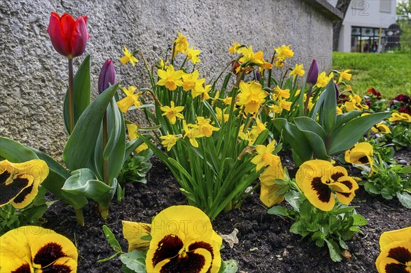 Pansies (Viola x wittrockiana), Tulips (Tulipa), and daffodils (Narcissus), Allgaeu, Swabia, Bavaria, Germany, Europe