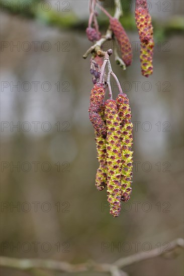 Black Alder (Alnus glutinosa), Black Alder, male flowers and female flowers on a twig, Wilnsdorf, North Rhine-Westphalia, Germany, Europe