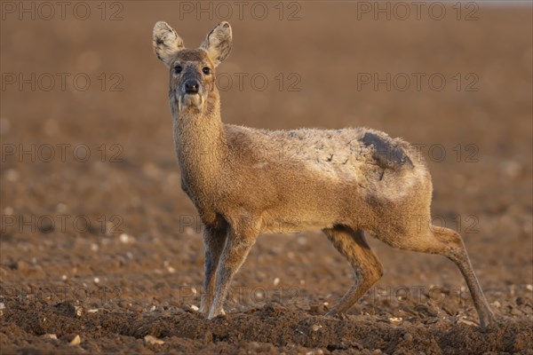 Chinese water deer (Hydropotes inermis) adult animal standing in a ploughed farmland field, England, United Kingdom, Europe