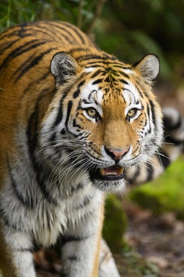 Portrait of a Siberian tiger or Amur tiger (Panthera tigris altaica) in the forest, captive, habitat in Russia