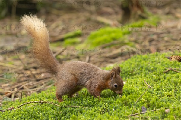 Red squirrel (Sciurus vulgaris) adult animal searching for food on a moss covered tree stump, Yorkshire, England, United Kingdom, Europe