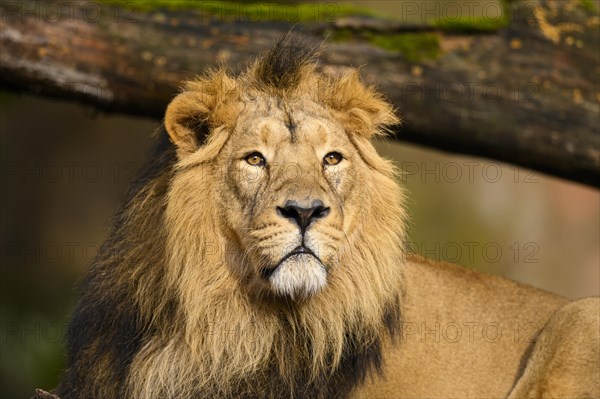 Portrait of an Asiatic lion (Panthera leo persica) male, captive, habitat in India