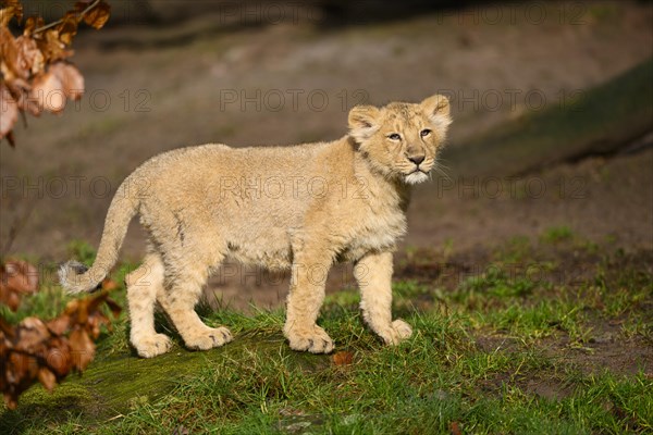 Asiatic lion (Panthera leo persica) cub standing in the green grass, captive, habitat in India