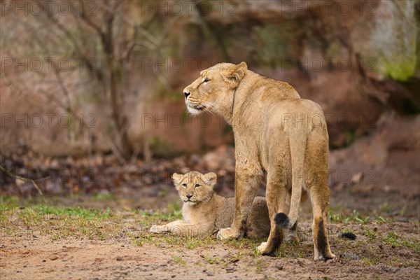 Asiatic lion (Panthera leo persica) lioness with her cub, captive, habitat in India