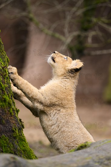 Asiatic lion (Panthera leo persica) cub climbing on a tree, captive, habitat in India
