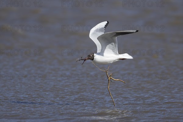 Black headed gull (Chroicocephalus ridibundus) adult bird in flight carrying nesting material in its beak, England, United Kingdom, Europe