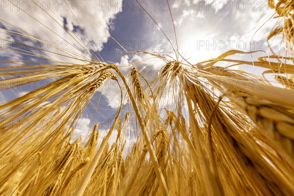 Barley ears backlit by the sun with a blue sky and clouds in the background, Cologne, North Rhine-Westphalia, Germany, Europe