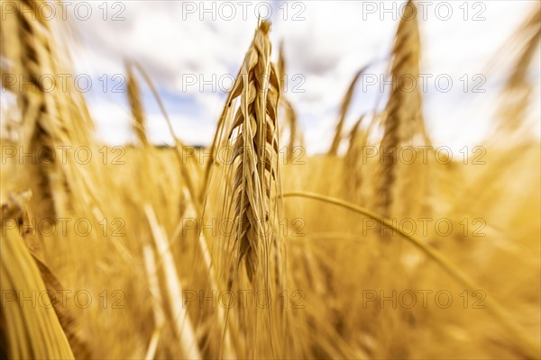 Detailed view of ripe barley ears on a cornfield, Cologne, North Rhine-Westphalia, Germany, Europe