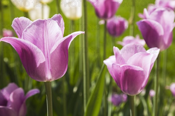 Close-up of mauve and white Tulipa, Tulip flowers in spring, Quebec, Canada, North America
