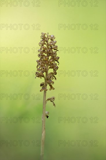 Bird's-nest orchid (Bird's-nest orchid nidus-avis), inflorescence with light reflections of the sun in the background, Hohenschwangau, Allgaeu, Bavaria, Germany, Europe