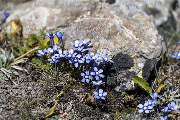 Delicate blue wild flowers grow at the foot of a rock, Kyrgyzstan, Asia