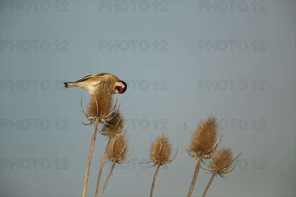 European goldfinch (Carduelis carduelis) adult bird feeding on a Teasel (Dipsacus fullonum) seedhead, England, United Kingdom, Europe