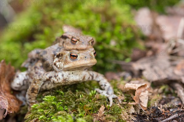 Two mating Common toads (Bufo Bufo), male, female animal, pair on moss on migration to spawning water, clasping grip (Amplexus axillaris), spring migration, amphibian migration, toad migration, species protection, animal protection, mating, mating behaviour, sex, reproduction, couple, behaviour, piggyback, carry, double-decker, transport, embrace, camouflage, camouflaged, camouflage, macro shot, close-up, Bockelsberg Ponds, Lueneburg, Lower Saxony, Germany, Europe