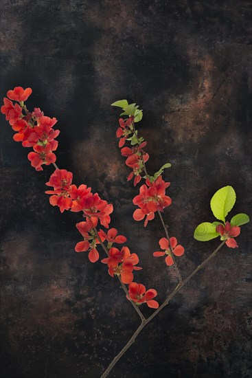 Flowering Japanese quince branch (Chaenomeles japonica) on a dark background, Bavaria, Germany, Europe