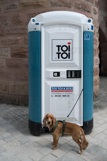 Cocker Spaniel waiting for his master, in front of a Dixi toilet, Bavaria, Germany, Europe