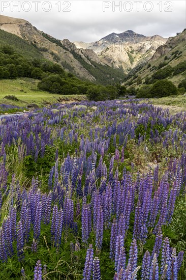 Mountain range along the Rio Blanco, Carretera Austral, Aysen, Chile, South America