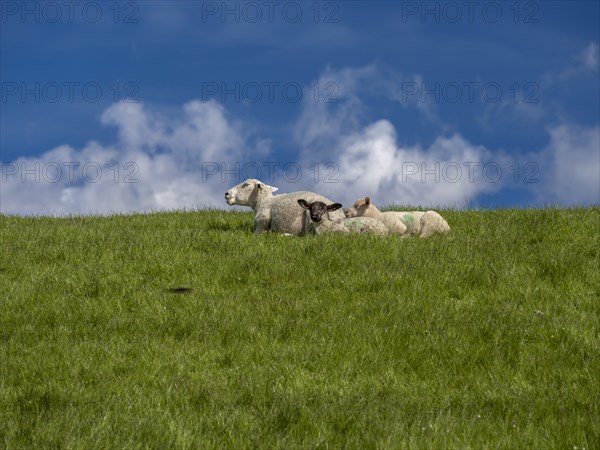 Sheep and lambs on the dyke at Hilgenriedersiel natural beach on the North Sea coast, Hilgenriedersiel, East Frisia, Lower Saxony, Germany, Europe