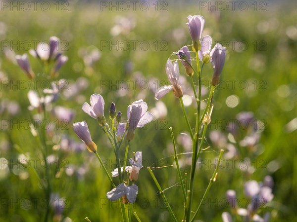 Meadowfoam (Cardamine pratense), Leoben, Styria, Austria, Europe