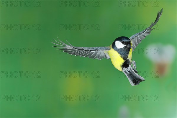 Great tit (Parus major), male in flight, high-speed aerial photograph Wilnsdorf, North Rhine-Westphalia, Germany, Europe