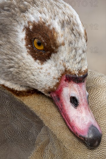 Egyptian geese (Alopochen aegyptiaca), head, portrait, on the banks of the Main, Offenbach am Main, Hesse, Germany, Europe