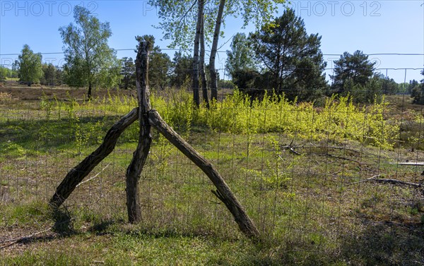 Schoenower Heide nature reserve, Schoenow, Brandenburg, Germany, Europe