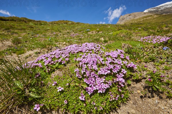 Moss campion (Silene acaulis) blooming in the mountains at Hochalpenstrasse, Pinzgau, Salzburg, Austria, Europe