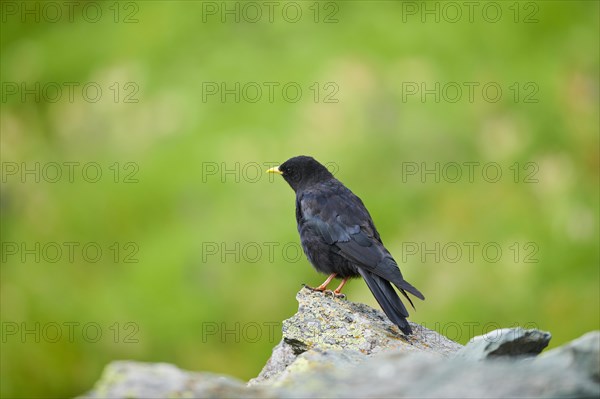 Yellow-billed chough (Pyrrhocorax graculus) sitting on a rock in the mountains at Hochalpenstrasse, Pinzgau, Salzburg, Austria, Europe