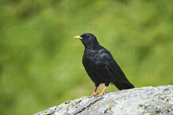 Yellow-billed chough (Pyrrhocorax graculus) sitting on a rock in the mountains at Hochalpenstrasse, Pinzgau, Salzburg, Austria, Europe