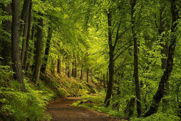 A forest path in a mixed forest with deciduous trees, including many Beech trees, and conifers in early summer. Incidence of light at the back of the path. The path is part of the Neckarsteig. Neckargemuend, Kleiner Odenwald, Baden-Wuerttemberg, Germany, Europe