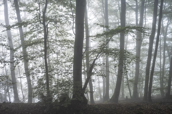 Forest on a slope in the fog in autumn. Mixed forest with many Beech trees. Neckargemuend, Kleiner Odenwald, Baden-Wuerttemberg, Germany, Europe