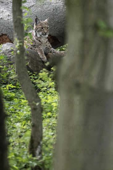 Eurasian lynx (Lynx lynx), captive), coordination enclosure Huetscheroda, Thuringia, Germany, Europe