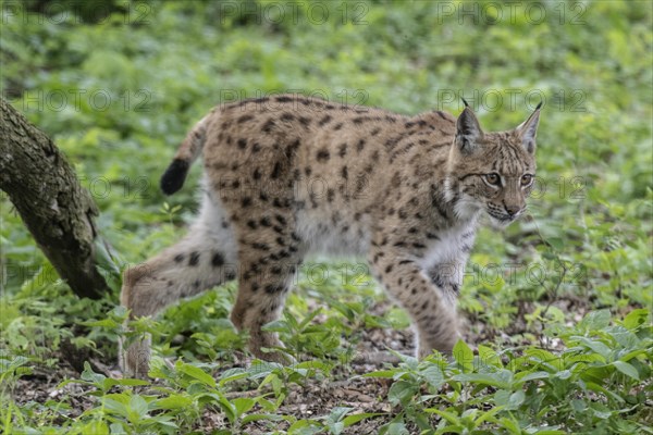 Eurasian lynx (Lynx lynx), captive), coordination enclosure Huetscheroda, Thuringia, Germany, Europe