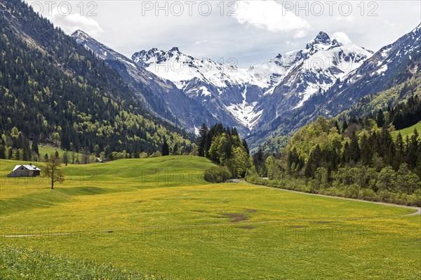 Landscape with yellow flowering meadow and tree, Kratzer and Trettachspitze in the background, Trettachtal, near Gottenried, Oberstdorf, Oberallgaeu, Allgaeu, Bavaria, Germany, Europe