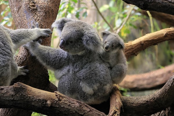 Koala (Phascolarctos cinereus), adult with young animal on back, on tree, alert, captive, Australia, Oceania