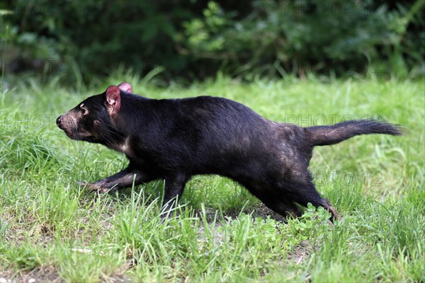 Tasmanian devil (Sarcophilus harrisii), adult, vigilant, running, captive, Tasmania, Australia, Oceania