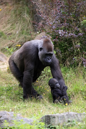 Western gorilla (Gorilla gorilla), adult, female, mother, young animal, baby, social behaviour, captive, western Africa