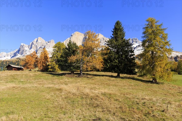 Mountain slopes with conifers and autumn trees under a bright blue sky, Italy, Alto Adige, Bolzano province, Dolomites, Catinaccio, Europe