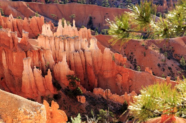 Pine trees frame the view of gently eroded rock faces bathed in light and shadow, Bryce Canyon National Park, North America, USA, South-West, Utah, North America