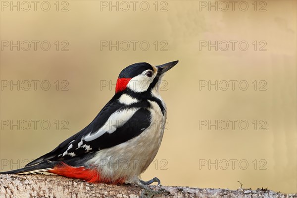 Great spotted woodpecker (Dendrocopos major) male sitting on the trunk of a fallen Birch, Animals, Birds, Woodpeckers, Wilnsdorf, North Rhine-Westphalia, Germany, Europe