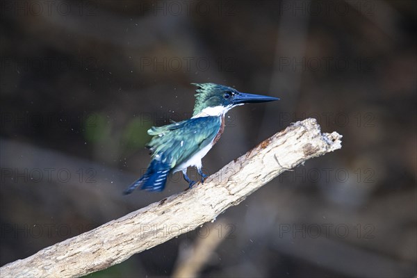 Green Kingfisher (Chloroceryle americana) Pantanal Brazil