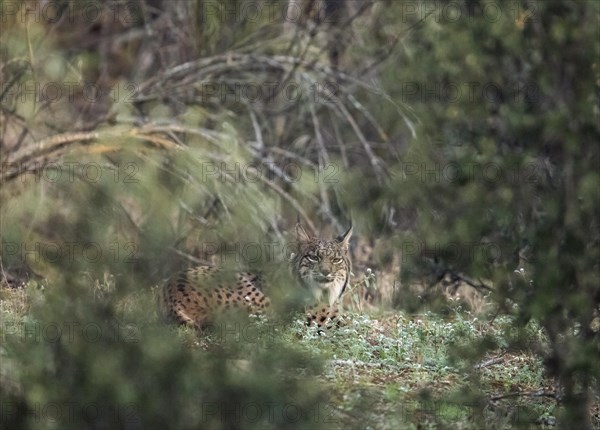 Pardell Lynx female, Iberian Lynx (Lynx pardinus), Extremadura, Castilla La Mancha, Spain, Europe