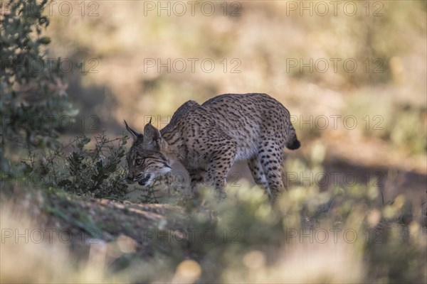 Iberian lynx young animal, Iberian lynx (Lynx pardinus), Extremadura, Castilla La Mancha, Spain, Europe