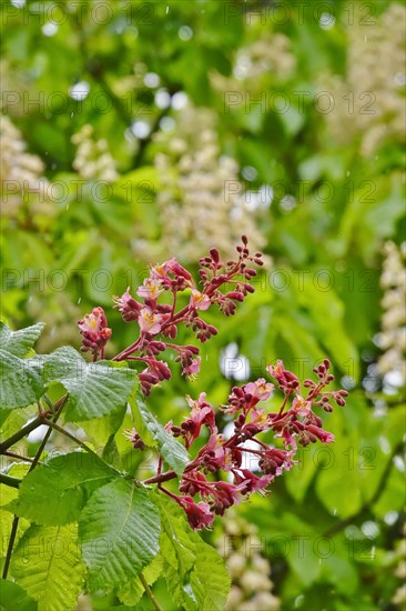 Chestnut blossom, April, Germany, Europe